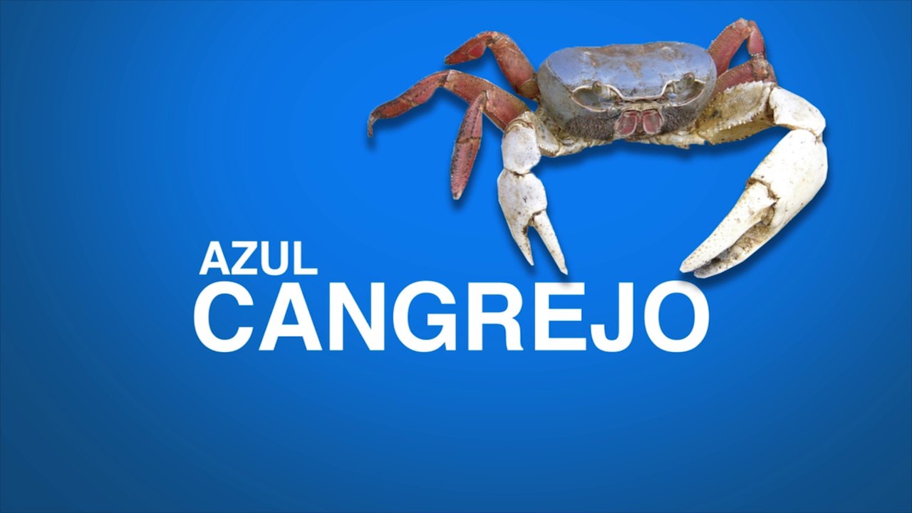 Spot veda del cangrejo azul