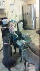 Niña de 4 años controla y alimenta a 6 pitbulls