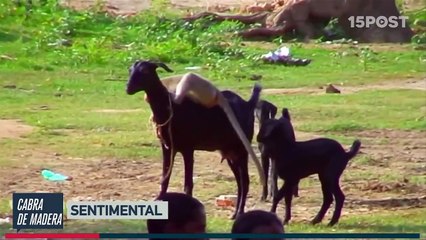 Las cabras, las nuevas estrellas de los memes del internet