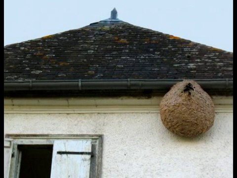 (partie 14) Yann présente : 2015 / FRELONS ASIATIQUES ET NIDS / DES CHOSES A SAVOIR