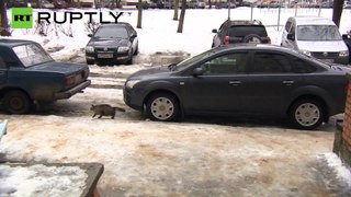 Um gato salva um bébé abandonado na Rússia