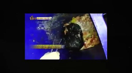 Dog videos - Touching the dog abandoned