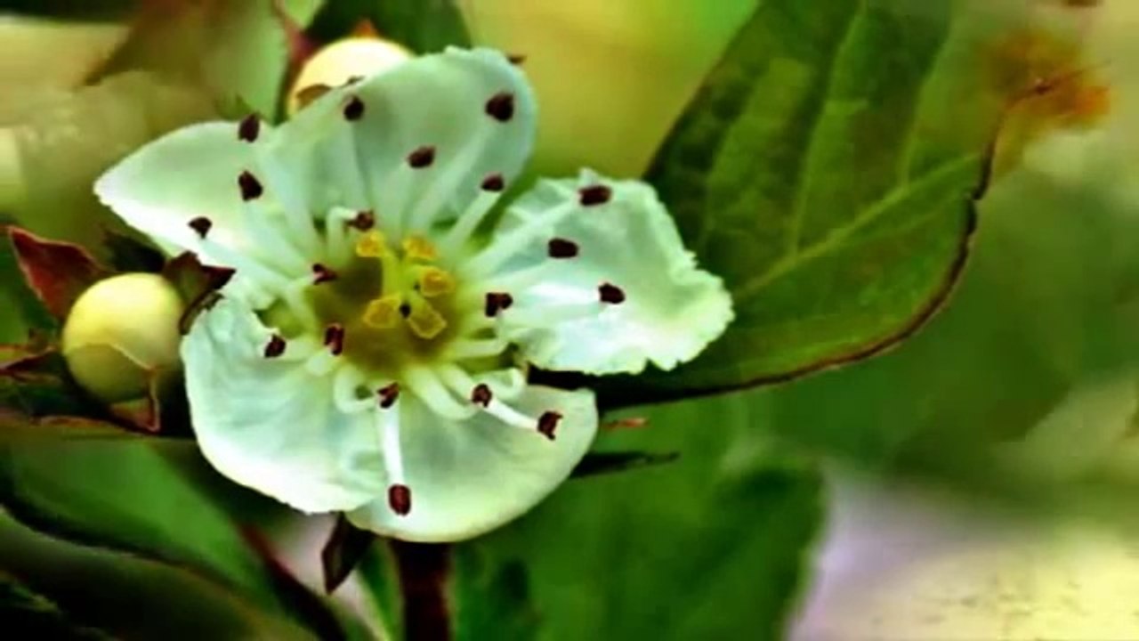 さんざしの花咲けば・・舟木一夫　さん