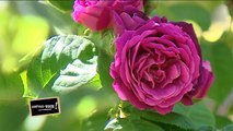 Pépinières Paul Croix : Les roses de Jacques