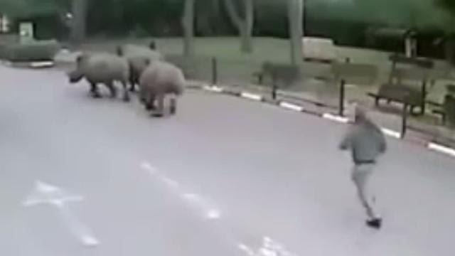 3 Rhinos Escape Zoo Enclosure While Guard Sleeps
