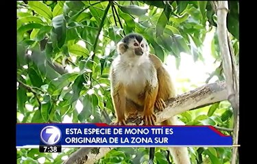 Zooave es la única institución a nivel mundial dedicada la reproducción del mono tití
