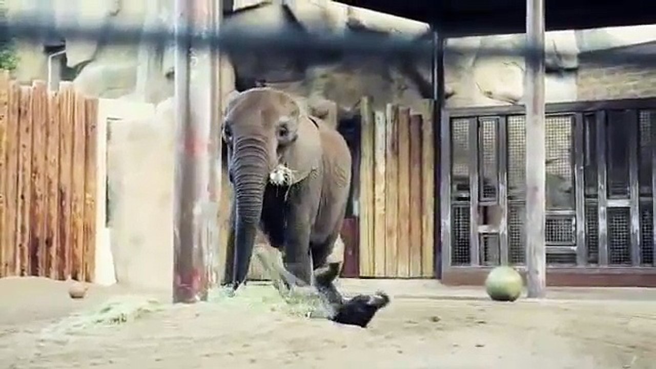 A bouncing baby... elephant