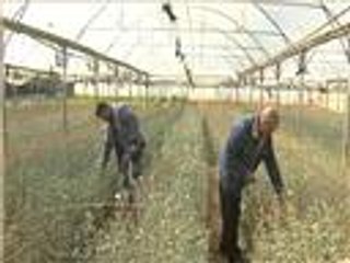 تراجع زراعة الزهور في غزة بسبب إغلاق المعابر