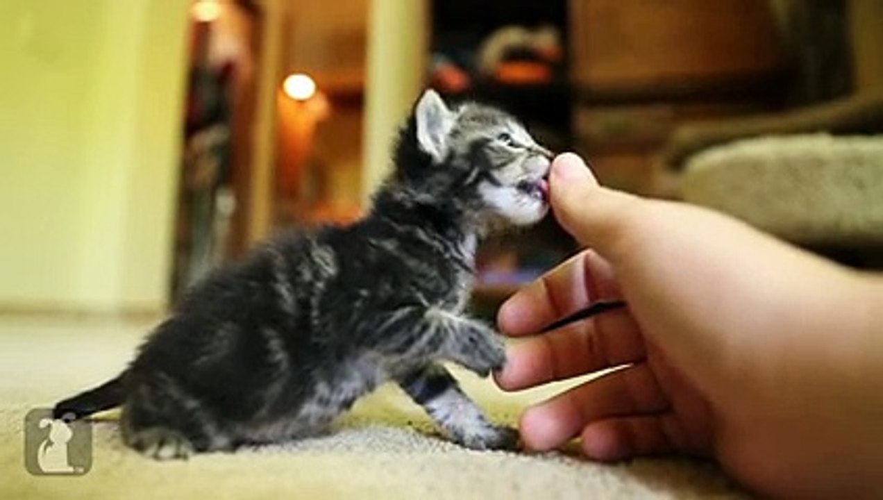 The ABSOLUTE CUTEST KITTY licks your thumb! - Kitten Love