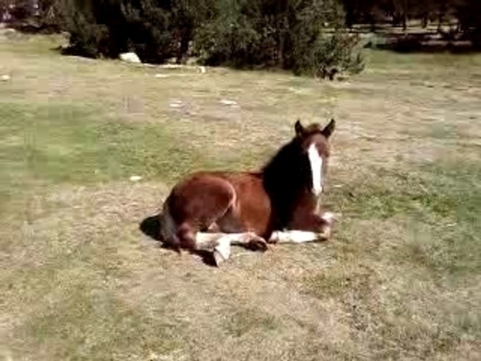 CHEVAL-JEROME-SV_A0054