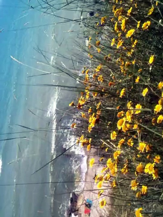 o plaja linistita relaxanta departe de ochii trecatorilor se afla la 100m de vila ce am expus spre vanzare