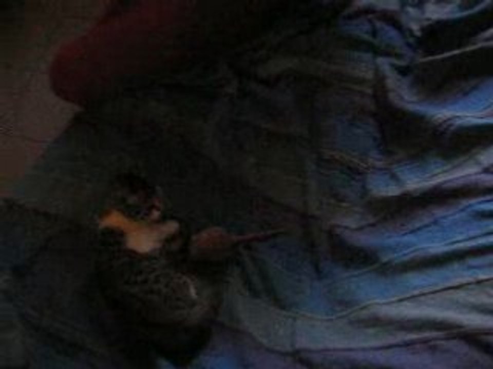 gerbie attaque