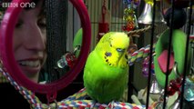 Meet Disco the incredible talking budgie - Pets - Wild at Heart- Episode 1 Preview