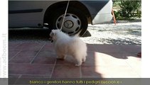 CHIETI, VASTO   CUCCIOLI VOLPINO ITALIANO