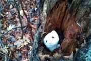 Une Hermine joue à cache-cache dans un tronc d'arbre!