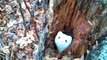 Ermine in a Tree Plays Peek-a-Boo