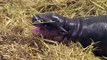 Adorable Baby Pygmy Hippo Born at English Zoo