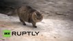Cat Saves Abandoned Baby From Freezing To Death in Russia
