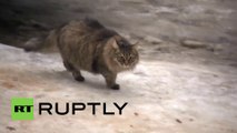 Cat Saves Abandoned Baby From Freezing To Death in Russia