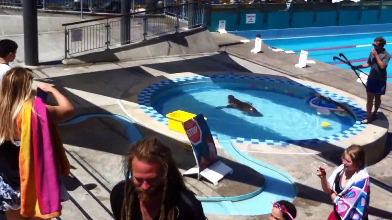 Lion de mer s'invite à la piscine municipale