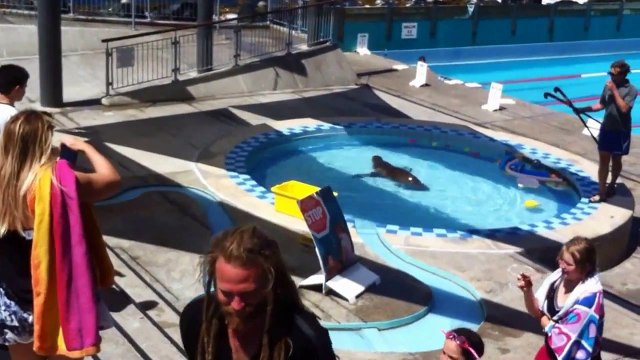 Lion de mer s'invite à la piscine municipale