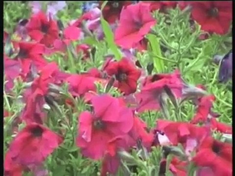 SEDAT UÇAN KAPINA GELDİM....