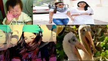 Latest Punjabi Totay 2015 _ Pakistani Very Funny Video clips 2015