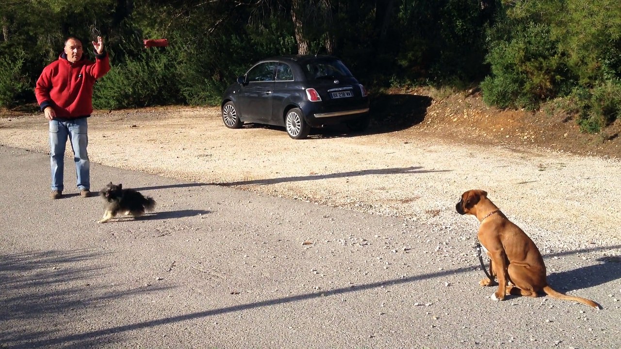 Dressage canin la ciotat 13,Education canine Exercice pas bouger sur un boxer de quatre mois  à la ciotat