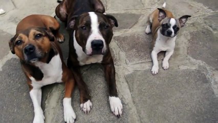 Diese drei Hunde sind gut erzogen