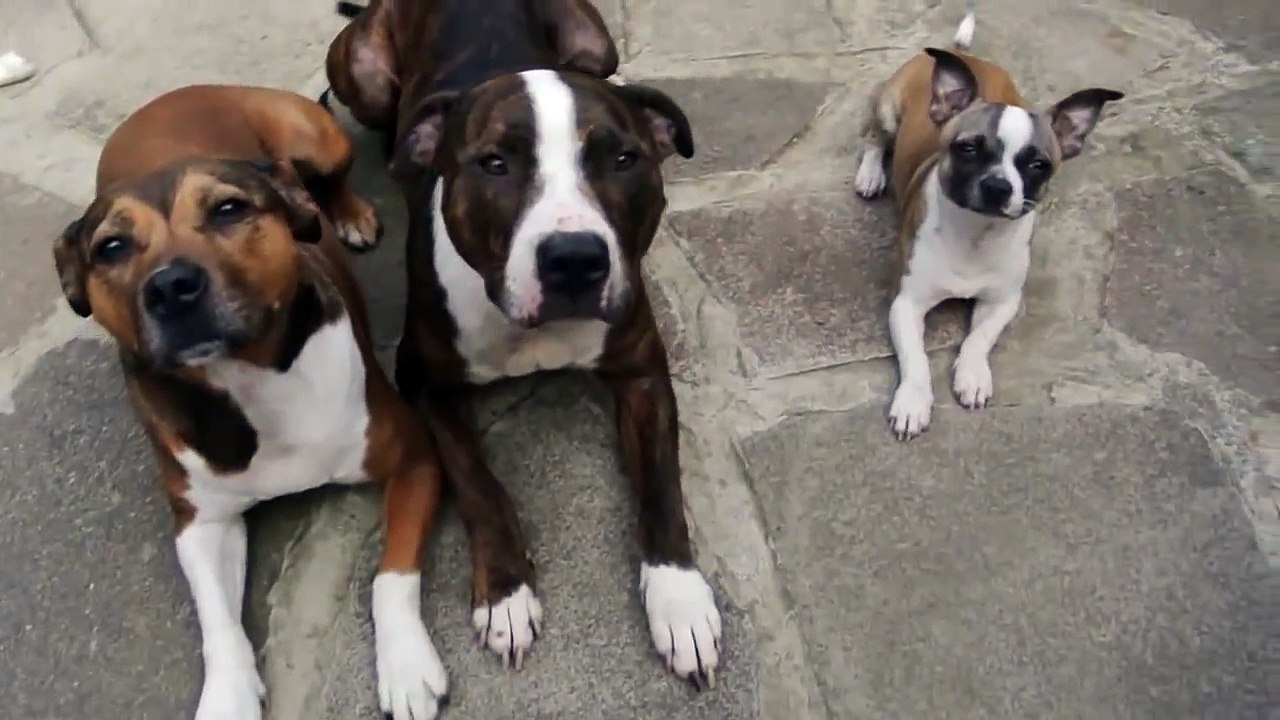 Diese drei Hunde sind gut erzogen