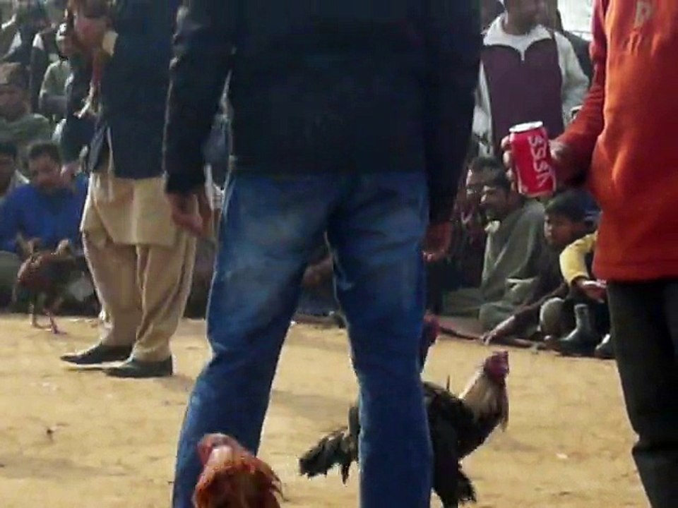 My Black Rooster Continue round 2