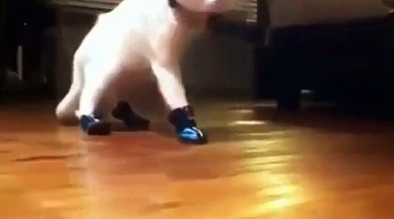 New Animal Funny Videos 2014 _ Cats With Boots Are Broken Funny Video