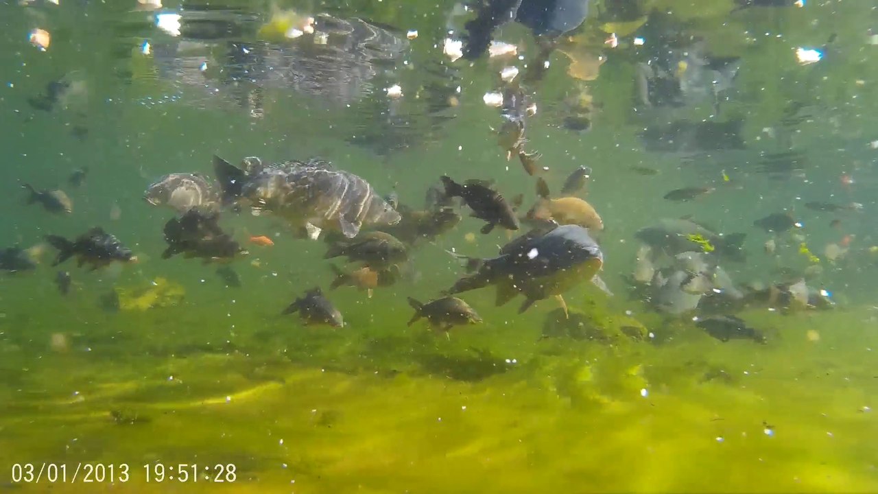 Silure Club Rhodanien : Mon bassin
