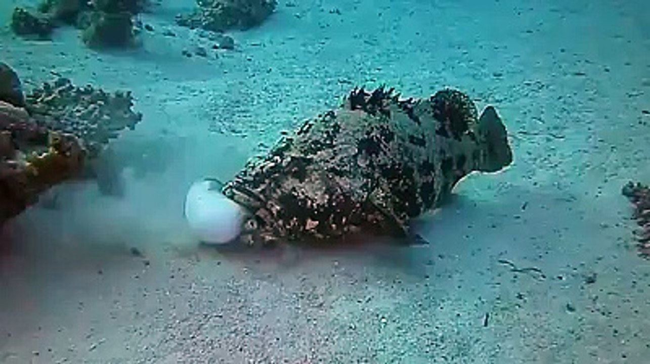 Büyük Balık Küçük Balığı yutar efsanesini çökerten küçük balık