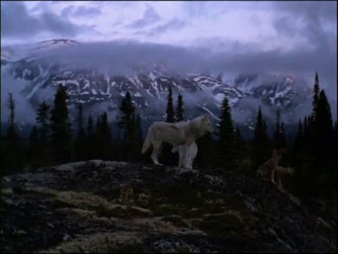 Un homme parmi les loups - Never Cry Wolf