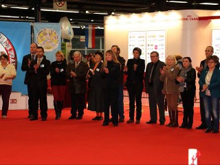 Paris Dog Show 2015 Amstaff