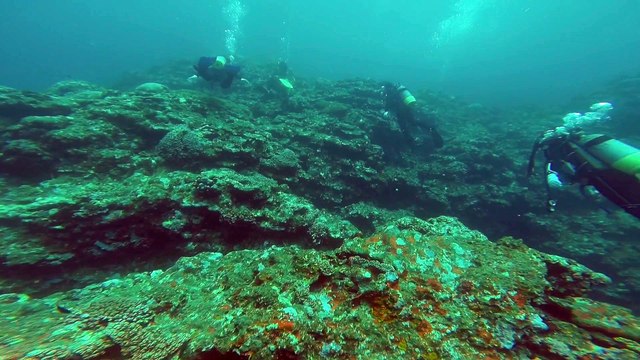 Plongée avec une raie Manta