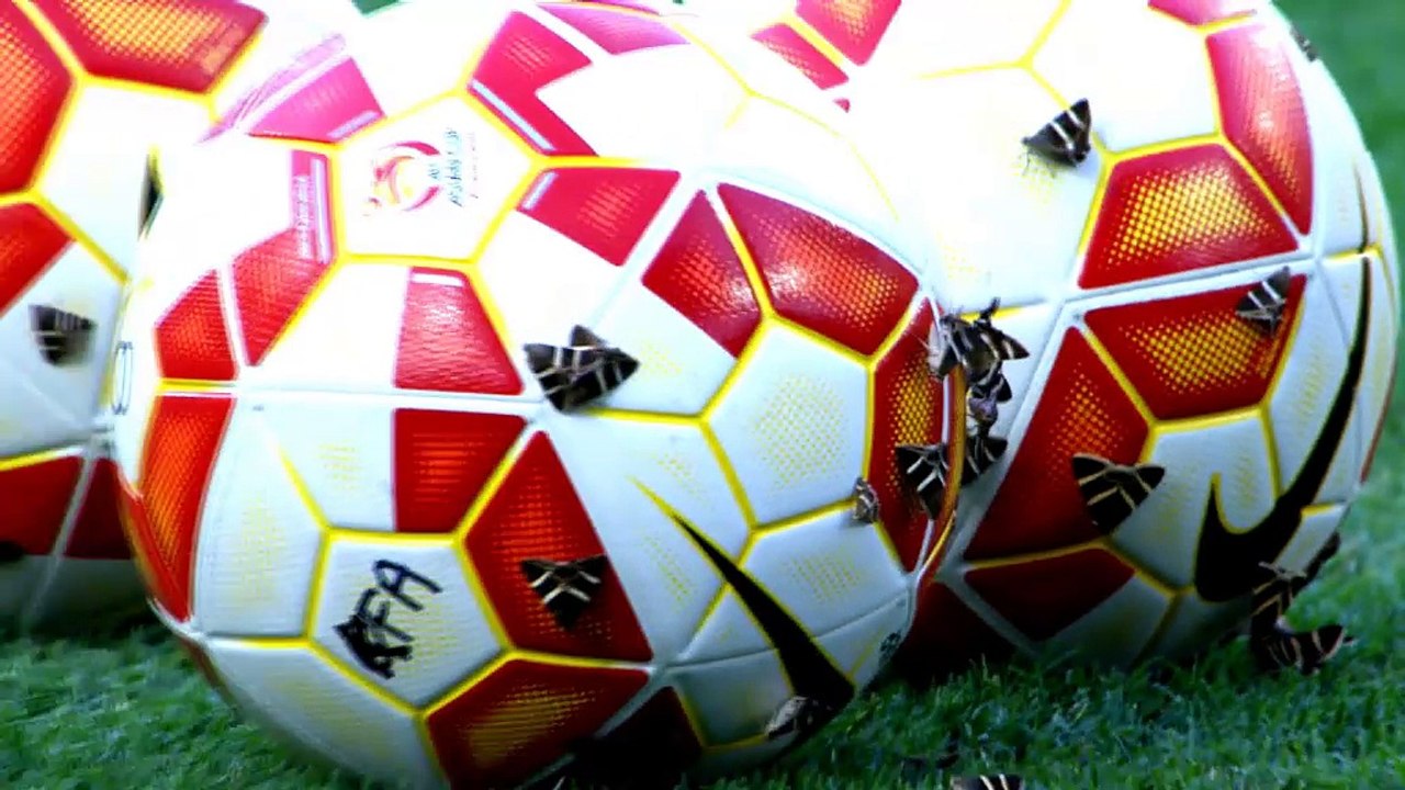 Swarm of moths invades pitch during Australia-South Korea