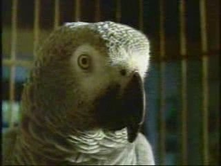 talking parrots