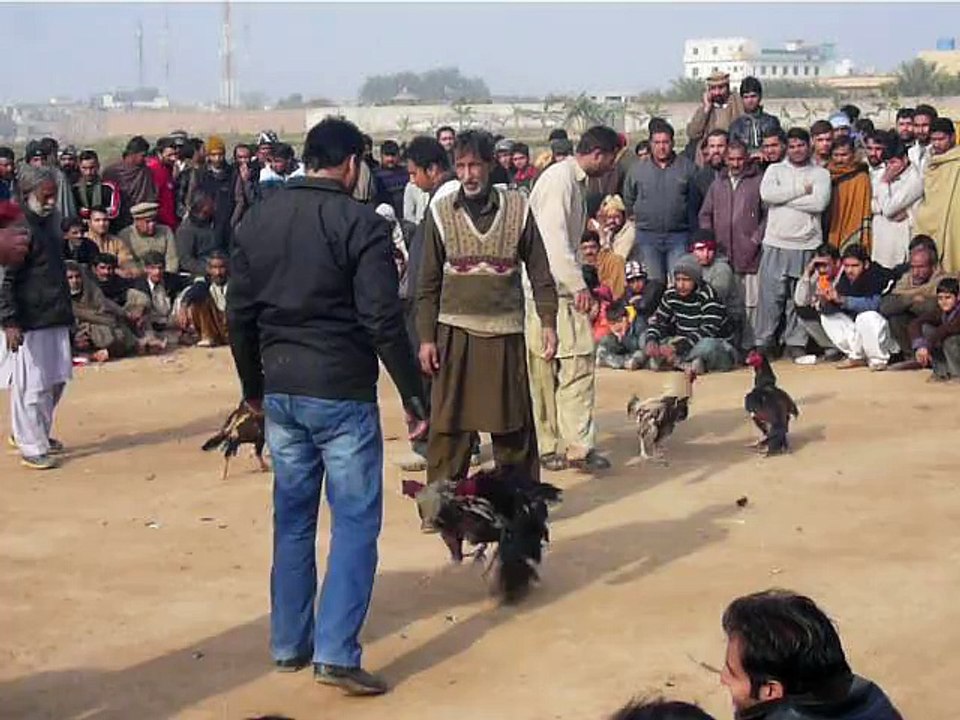 My Black Rooster Round 4 Finle