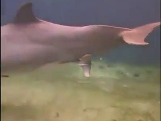 kabi fish ko deakha ha,,,bacha  detey howey ,,,,hum dikhatey hen ap ko