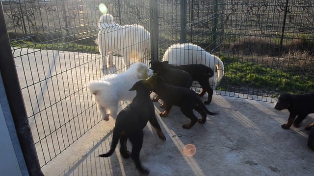 Chiots Disponibles Berger de Beauce - Beauceron + Patou - Montagne des Pyrénées de la Plaine d'Astrée