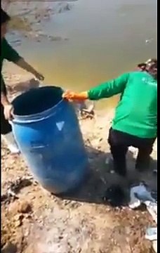 Des poussins vivants servis à des poissons