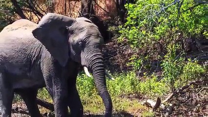 Timsah File Saldırıyor, ancak bir şeyi hesaplıyamıyor