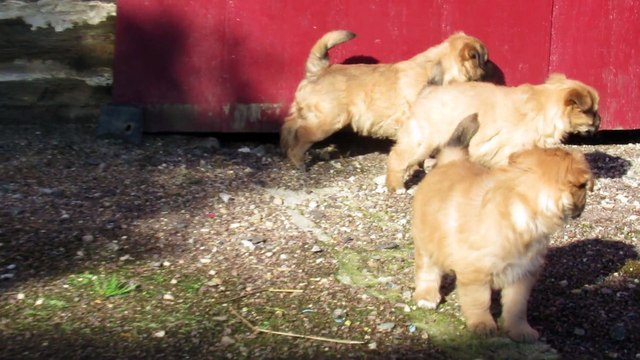 chiots berger des pyrenees des malicieux germeco 2015