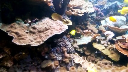 MADAME TUSSAUDS, AQUARIUM AND LONDON EYE