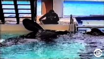 Expert Whale Trainers Attacked In BLACKFISH