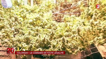 États unis : le Colorado célèbre les un an de la légalisation du cannabis