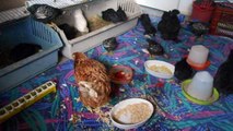 2013 : installation d'urgence pour accueillir poules s'occupant de poussins sauvés ou pas