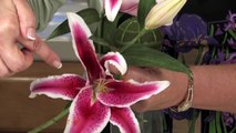 How to Make a Stargazer Lily Bouquet - Floral Arrangements for Weddings and Centerpieces